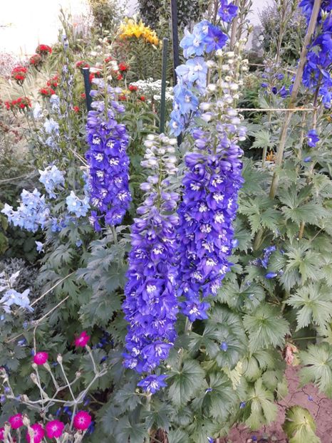  - Flori de grădină-2018 Vara