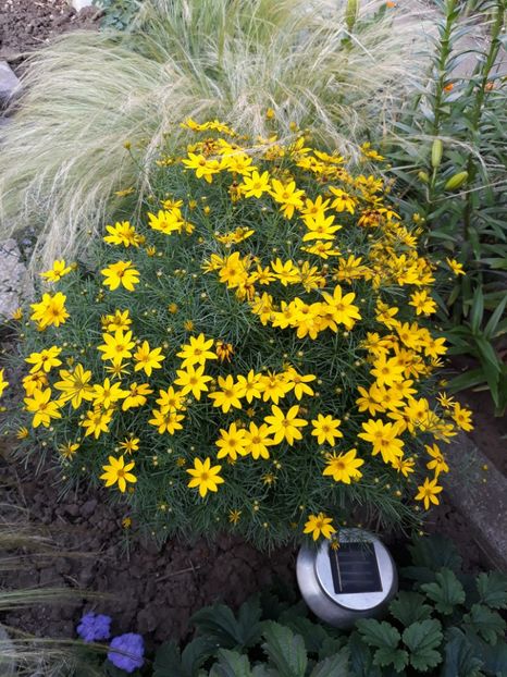  - Flori de grădină-2018 Vara