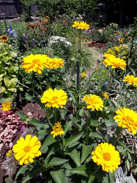  - Flori de grădină-2018 Vara