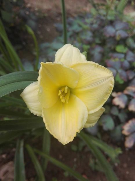  - hemerocallis