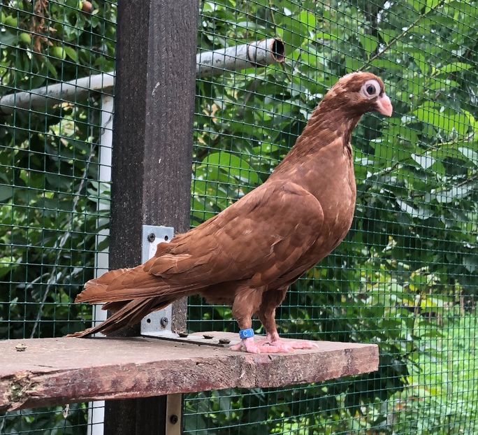 2E585BEA-0A25-424B-A00D-2CFF8608601B - Pui 2018