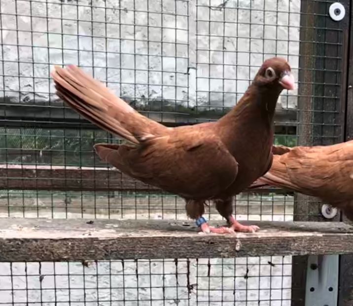 C2E4A480-E9BA-4F37-AD51-55E0732C0E92 - Pui 2018