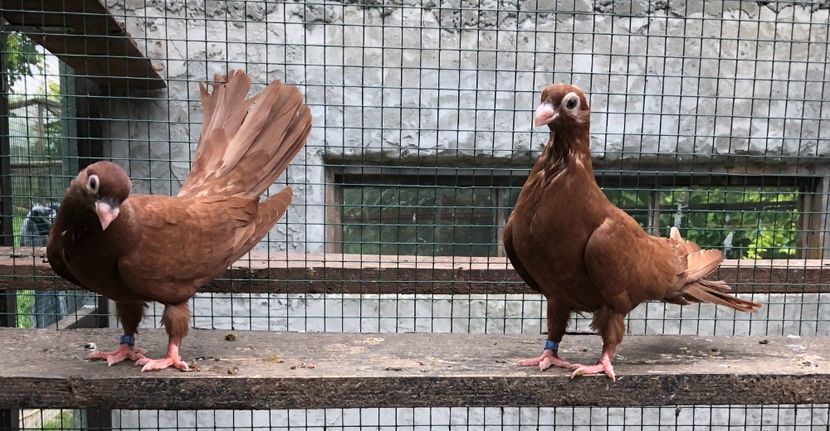 C9062332-9271-4626-9A44-DB630FD5C010 - Pui 2018