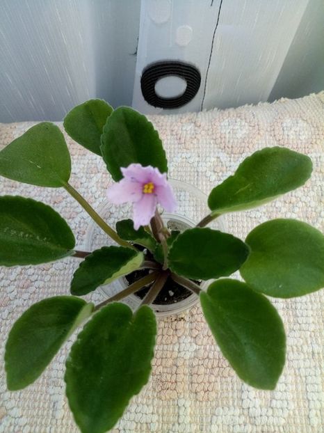 3 iulie - ZZ Bol s Evening Irja