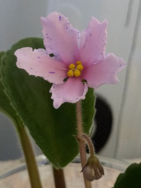 3 iulie - ZZ Bol s Evening Irja