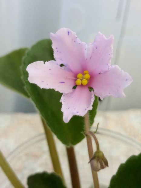 3 iulie - ZZ Bol s Evening Irja