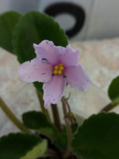 3 iulie - ZZ Bol s Evening Irja