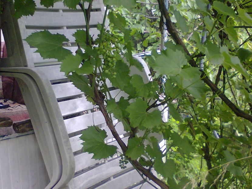 Fotografie4034 - 2018 VARA LA GRĂDINA