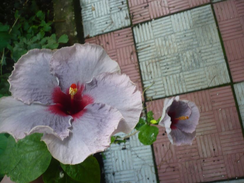 03 - HIBISCUSI 2018-2