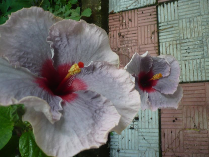 P1380479 - HIBISCUSI 2018-2