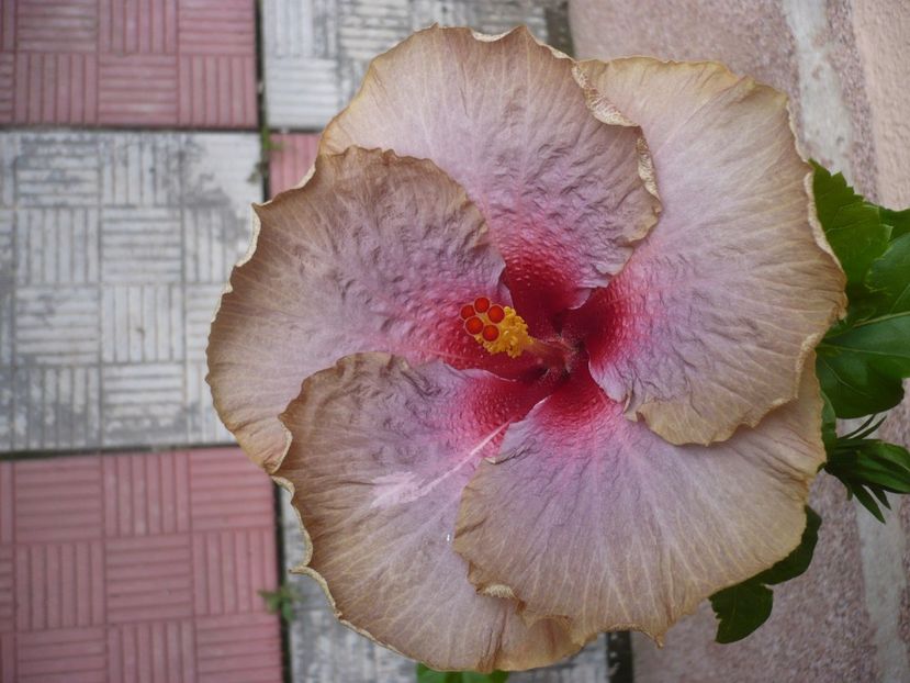 P1380480 - HIBISCUSI 2018-2