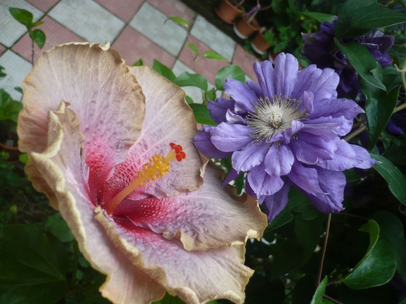 P1380482 - HIBISCUSI 2018-2