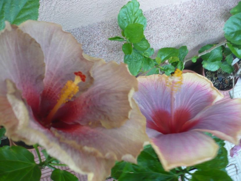 P1380484 - HIBISCUSI 2018-2