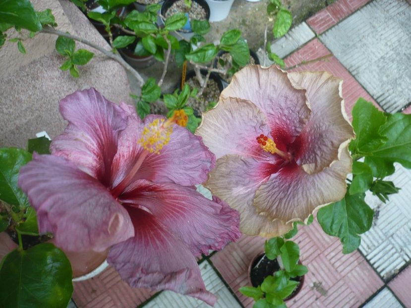 P1380485 - HIBISCUSI 2018-2