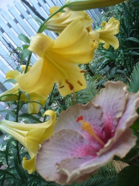 P1380488 - HIBISCUSI 2018-2