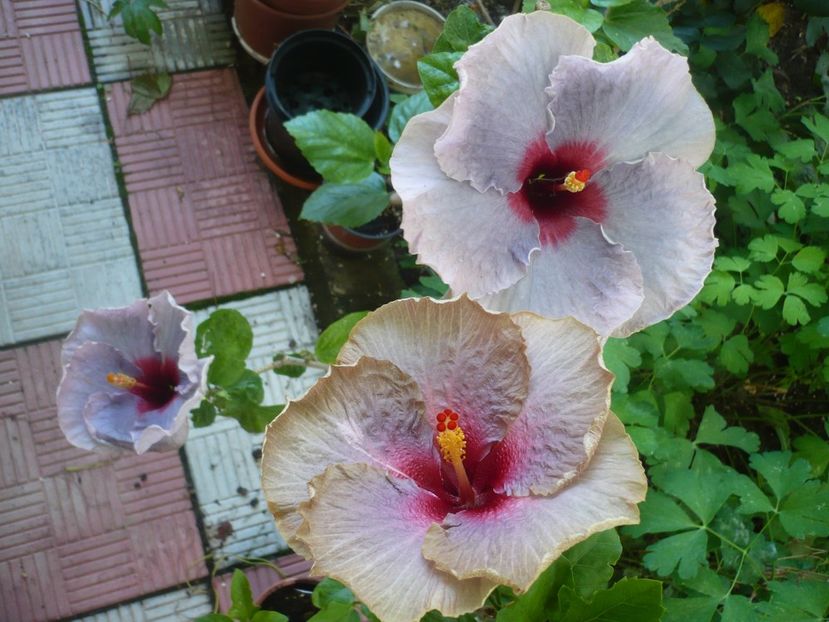 P1380489 - HIBISCUSI 2018-2