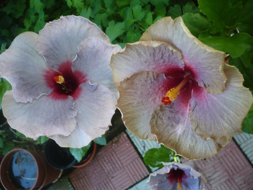 P1380490 - HIBISCUSI 2018-2