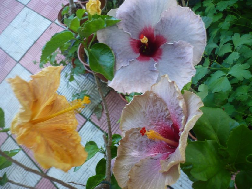 P1380491 - HIBISCUSI 2018-2