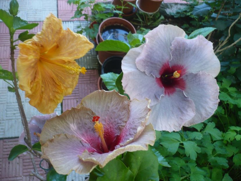 P1380492 - HIBISCUSI 2018-2