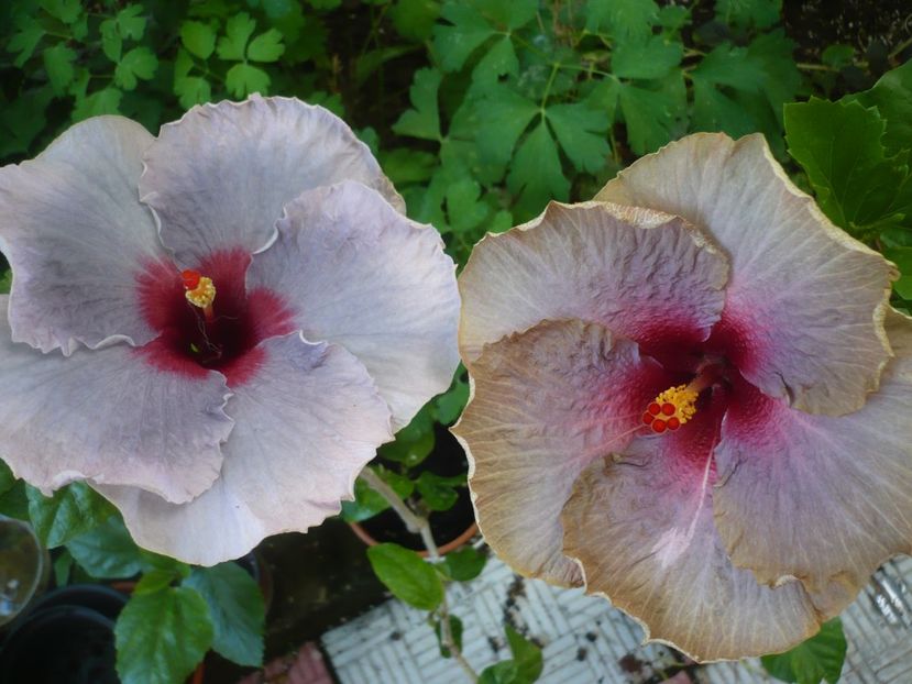 P1380493 - HIBISCUSI 2018-2