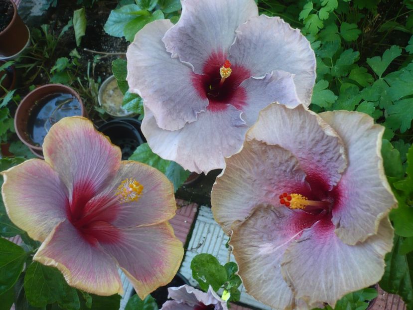 P1380498 - HIBISCUSI 2018-2