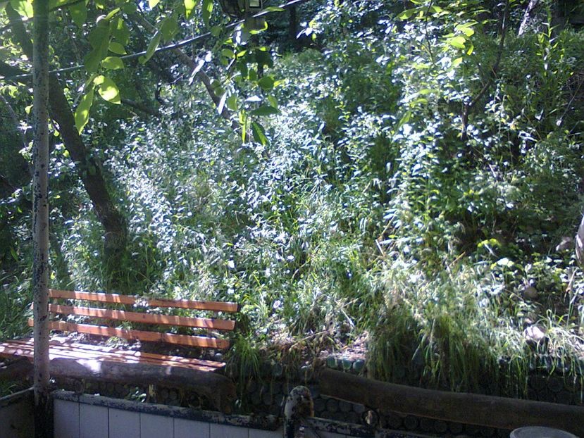 RAIUL DIN GRADINĂ - 2018 VARA LA GRĂDINA