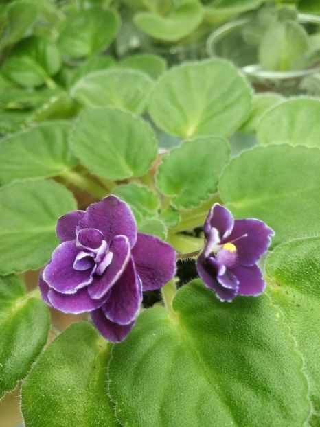 29 iunie - ZZ Mac s Glacial Grape