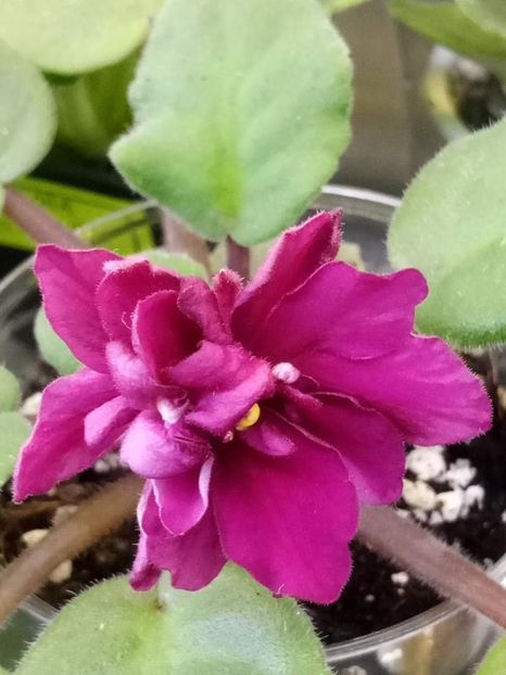 3 iulie - ZZ PT Krasny Pion