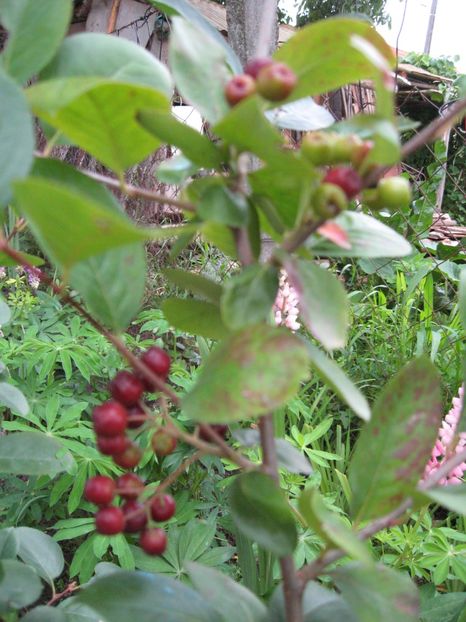 Aronia 2018 - xx Agricultura