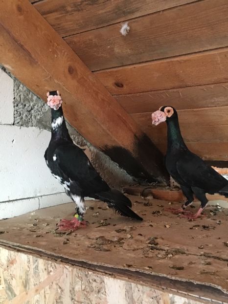 0052F421-6095-4B66-8000-C36076F9DBA6 - CARIERI MATCA 2018