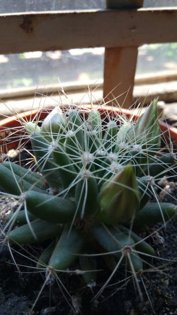 03.07.2018 - Mammillaria longimamma