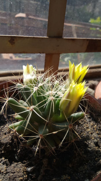 03.07.2018 - Mammillaria longimamma