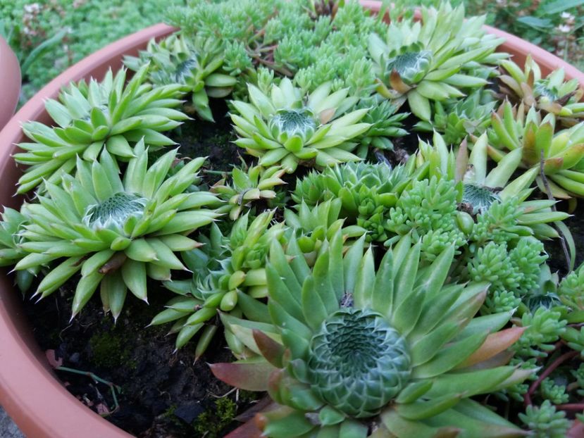  - Sedum si sempervivum