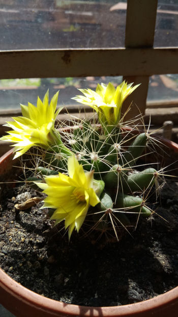 03.07.2018 - Mammillaria longimamma