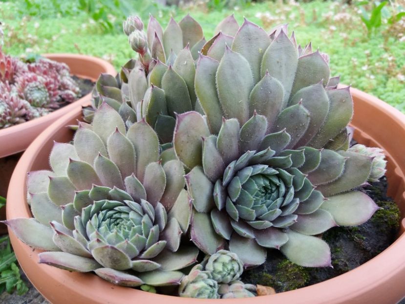  - Sedum si sempervivum