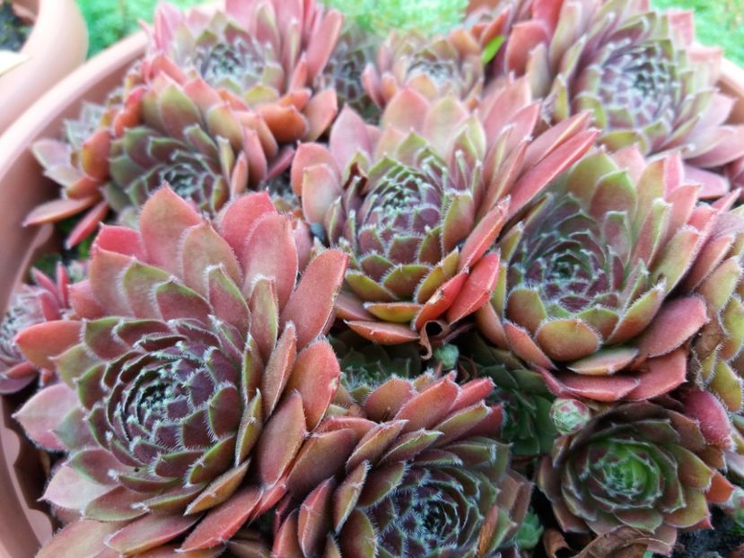  - Sedum si sempervivum