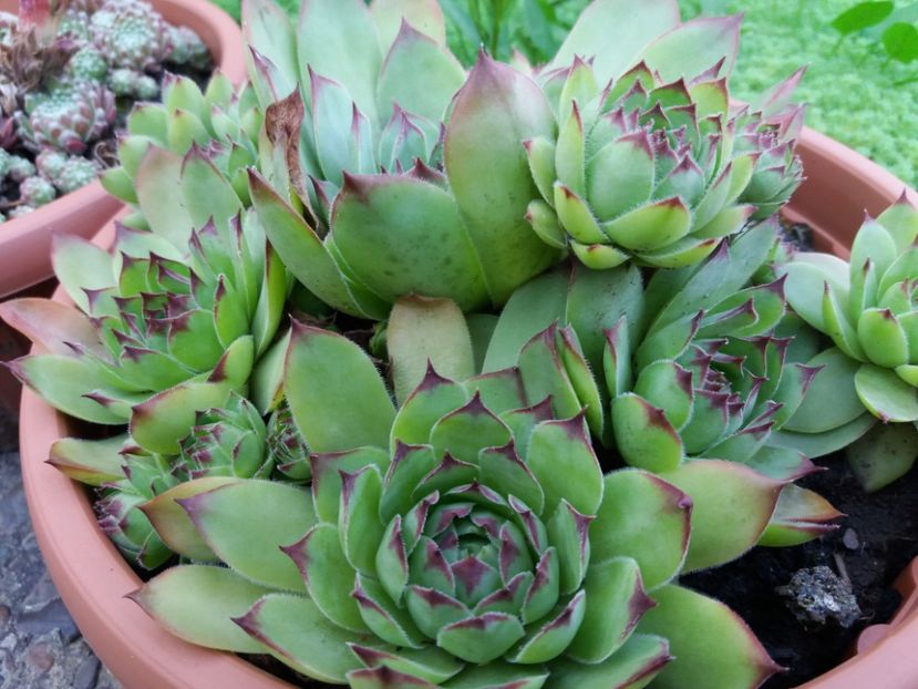  - Sedum si sempervivum