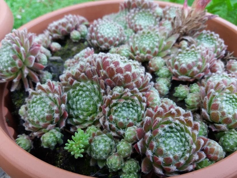  - Sedum si sempervivum