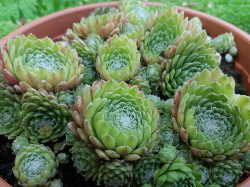  - Sedum si sempervivum