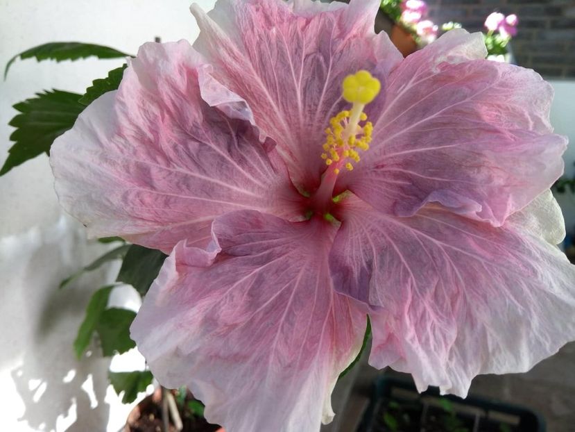  - Tahitian Zodiac Sagittarius