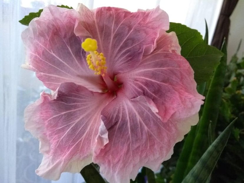  - Tahitian Zodiac Sagittarius