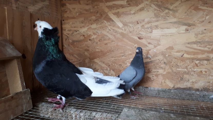  - Porumbei urias de salonta