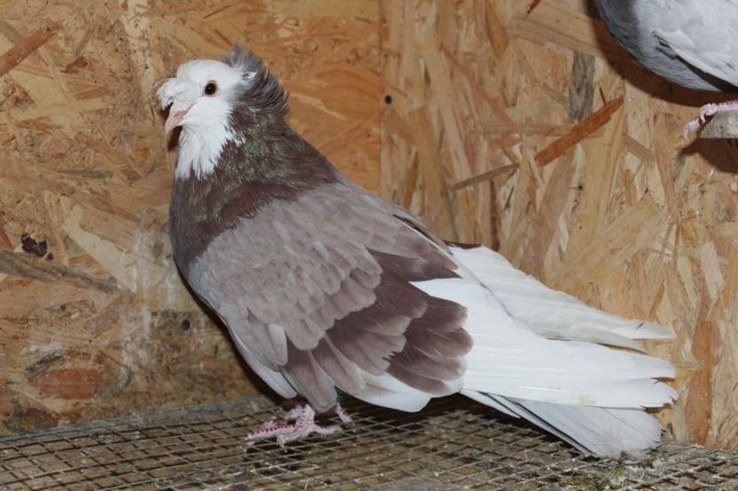  - Porumbei urias de salonta