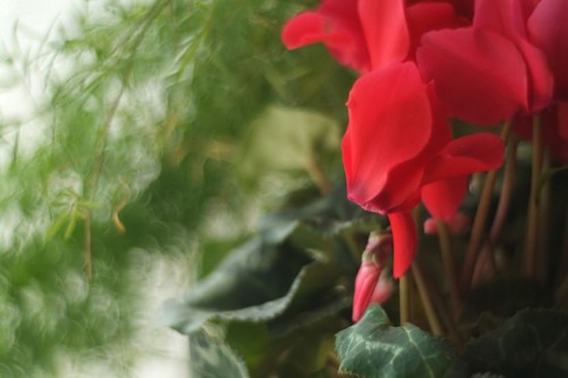  - Cyclamen Ingrijire Inmultire