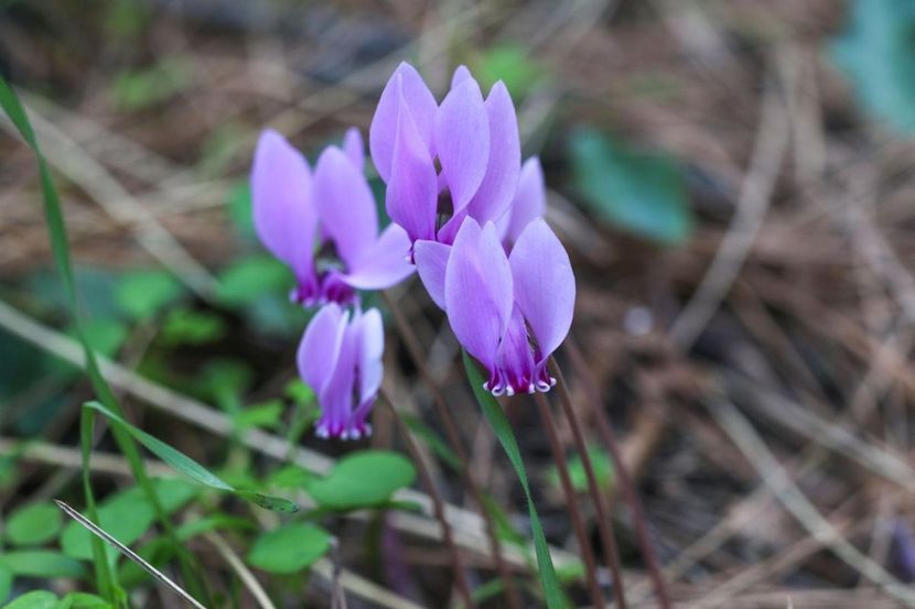  - Cyclamen Ingrijire Inmultire