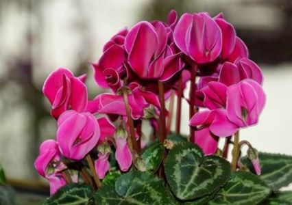  - Cyclamen Ingrijire Inmultire