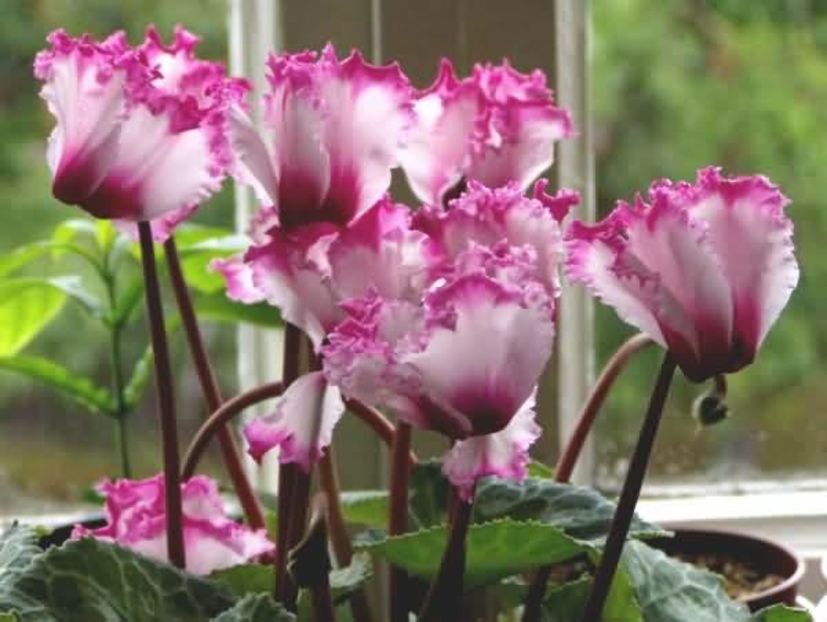  - Cyclamen Ingrijire Inmultire