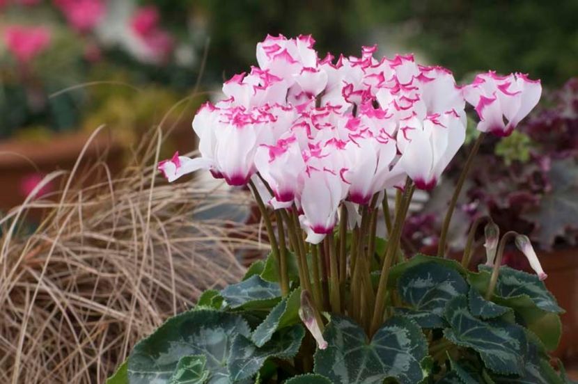  - Cyclamen Ingrijire Inmultire