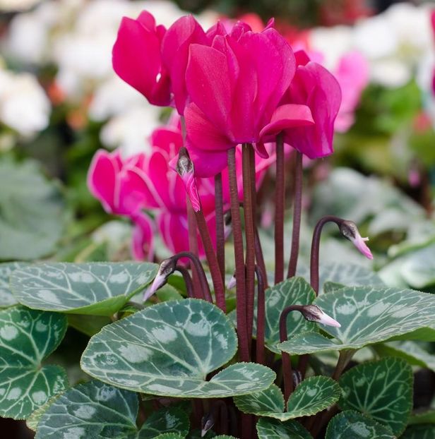  - Cyclamen Ingrijire Inmultire