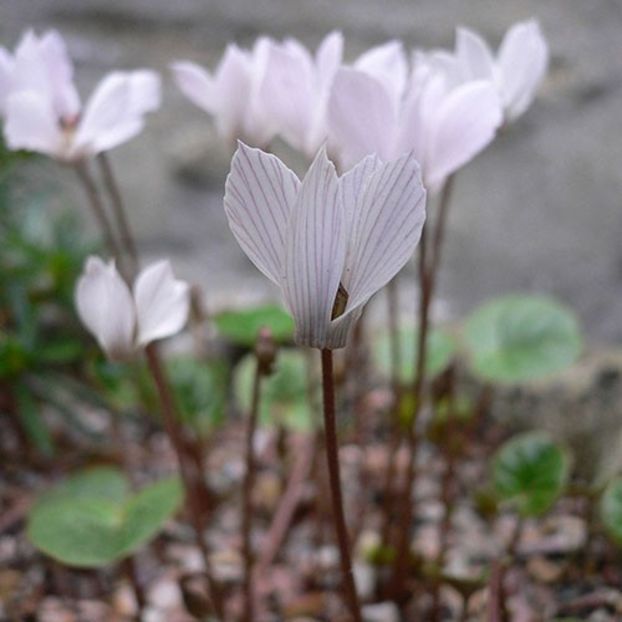  - Cyclamen Ingrijire Inmultire